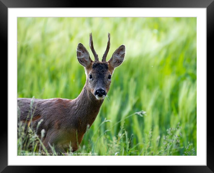 A deer standing on a lush green field Framed Mounted Print by Paul Tyzack