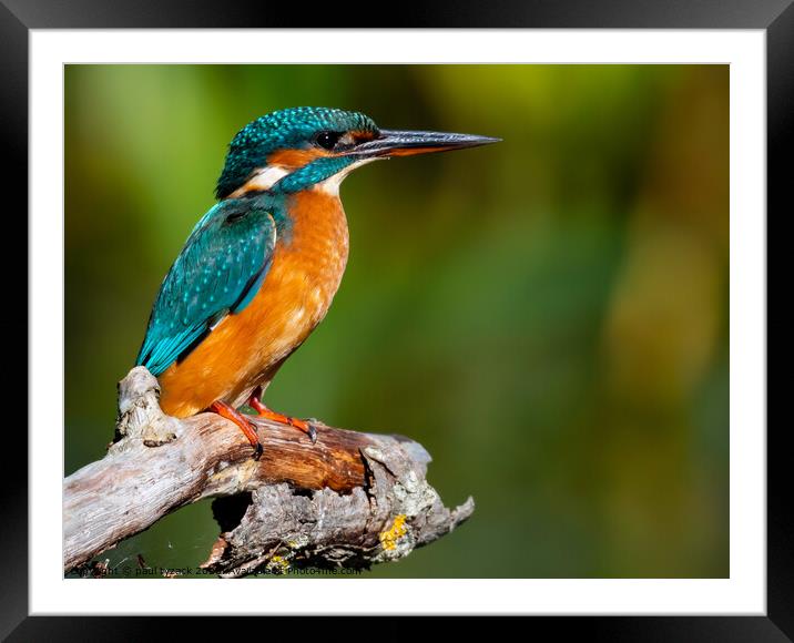 Female Kingfisher Framed Mounted Print by Paul Tyzack