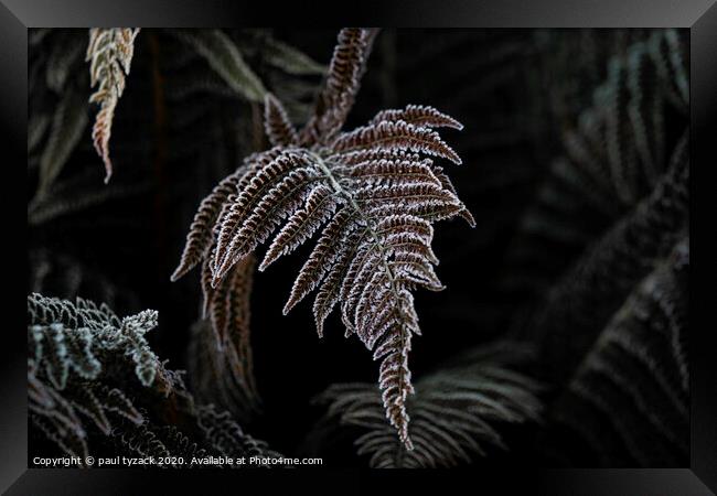 Icy fern Framed Print by Paul Tyzack