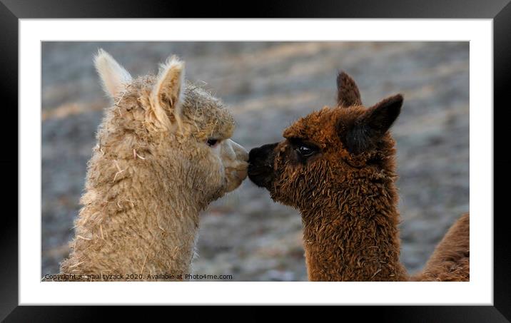 Alpacas Kissing Framed Mounted Print by Paul Tyzack