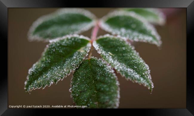 Frosted Leaves Framed Print by Paul Tyzack