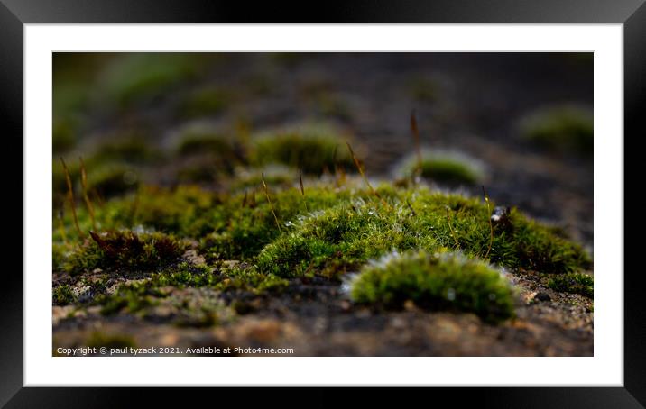 Mossy bank Framed Mounted Print by Paul Tyzack