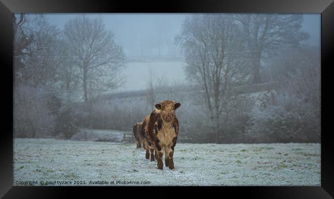 A cow standing on top of a snow covered field Framed Print by Paul Tyzack
