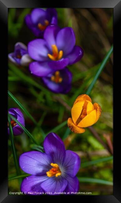 Blue and Yellow Crocus Framed Print by Paul Tyzack