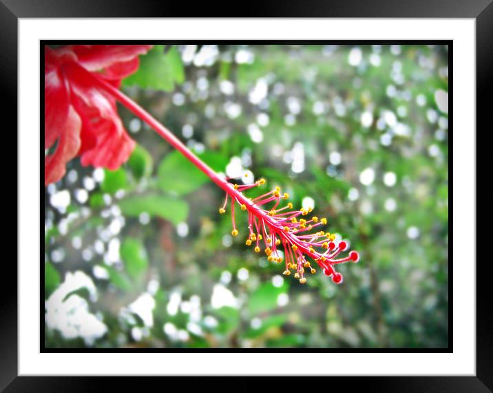 SPECIAL HIBISCUS  Framed Mounted Print by NILADRI DAS