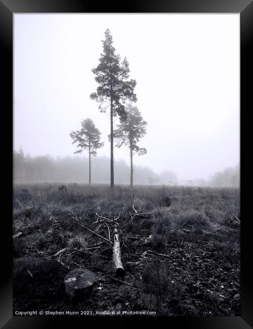 Foggy Forest Pine trees Framed Print by Stephen Munn