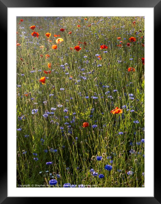 Sun tinted poppies and blue cornflowers Framed Mounted Print by Stephen Munn