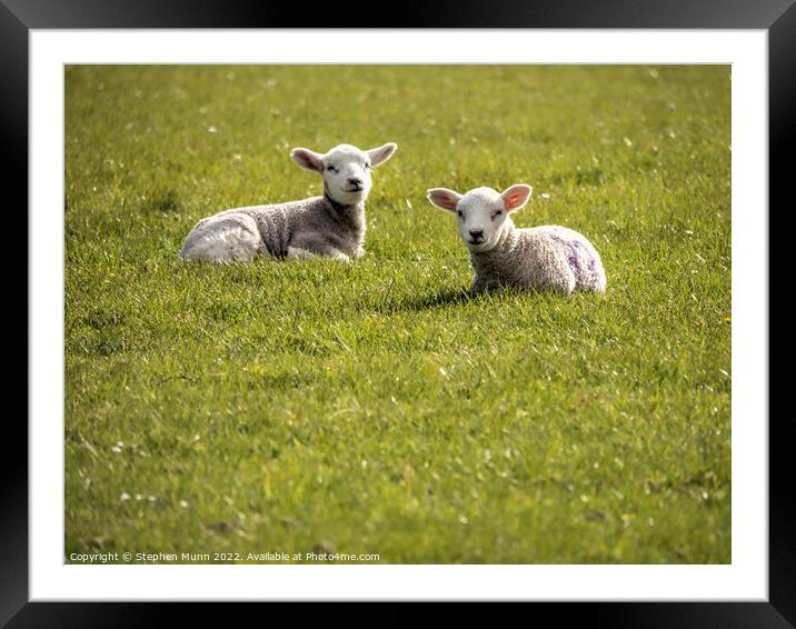 Two lambs having a rest Framed Mounted Print by Stephen Munn