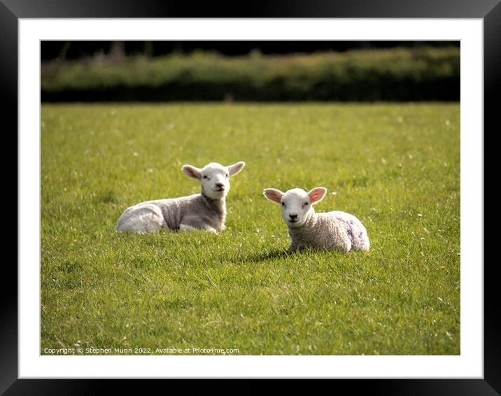 Spring Lambs Framed Mounted Print by Stephen Munn