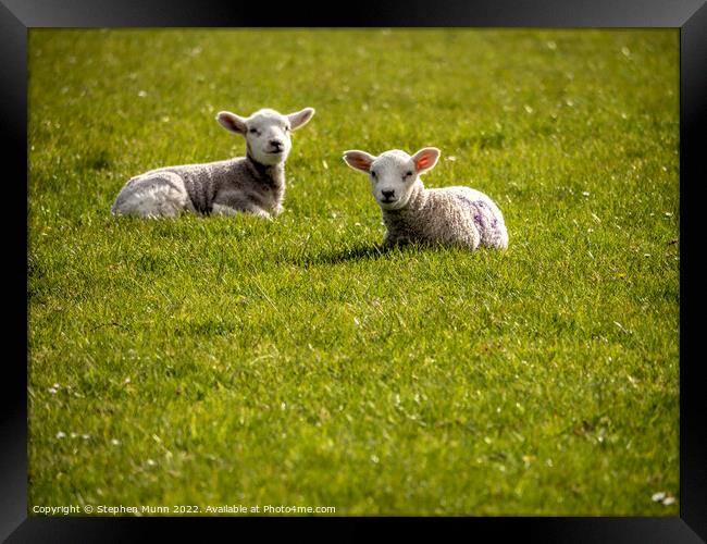 Two spring lambs laying down  Framed Print by Stephen Munn