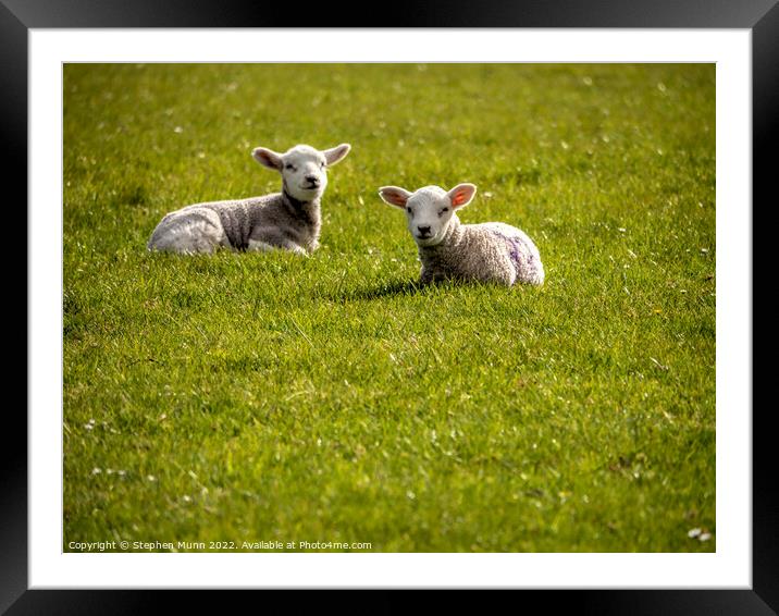 Two spring lambs laying down  Framed Mounted Print by Stephen Munn