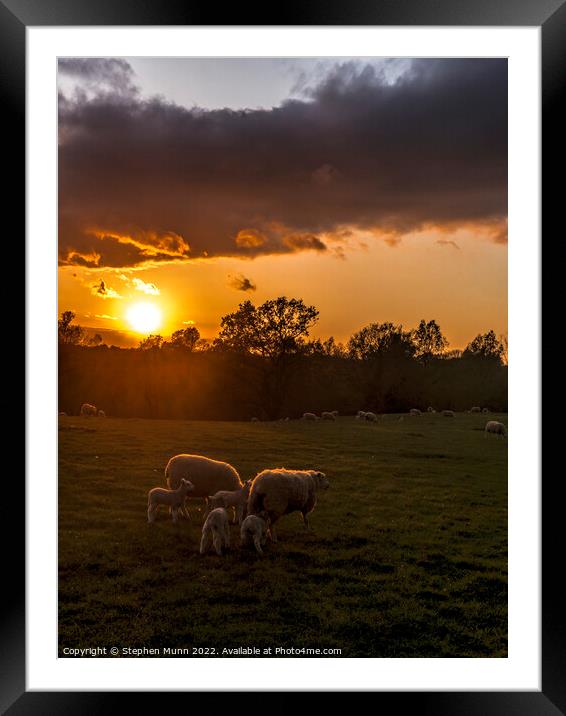 Sunset Sheep and lambs Framed Mounted Print by Stephen Munn