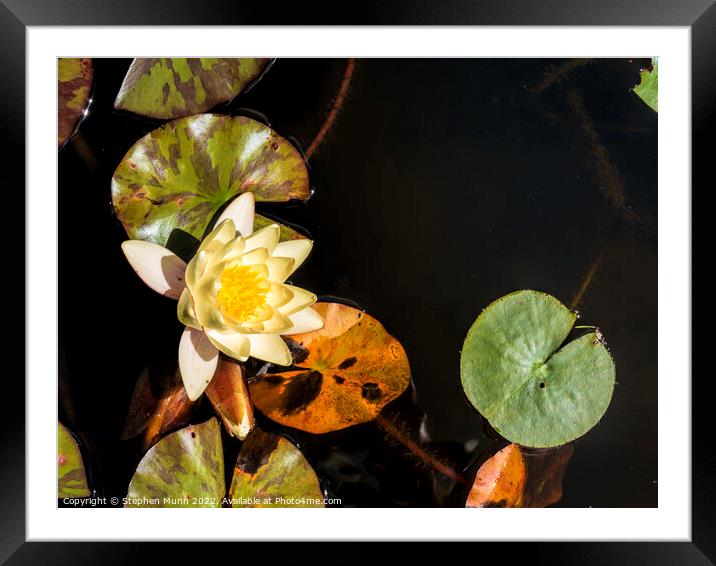 Water Lilly Framed Mounted Print by Stephen Munn