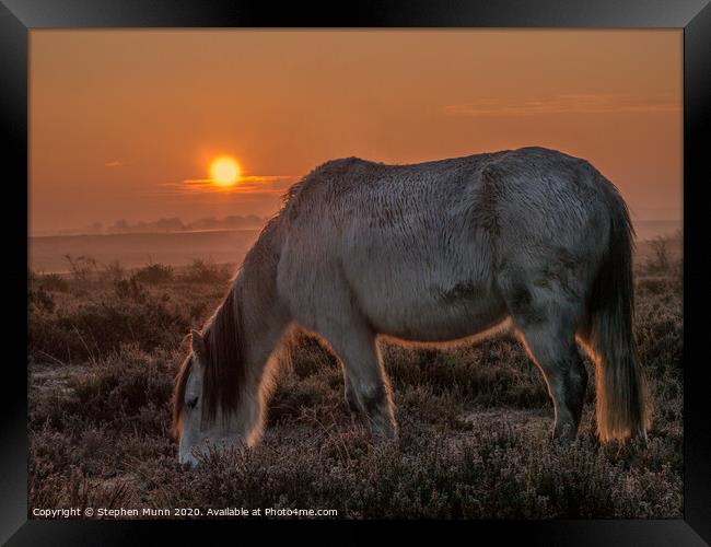 New Forest Pony at Dawn Framed Print by Stephen Munn