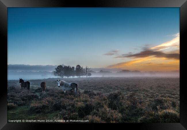 Horses at Dawn, New Forest National Park Framed Print by Stephen Munn