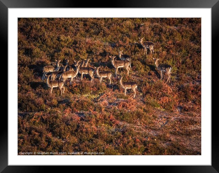 New Forest Deer Framed Mounted Print by Stephen Munn