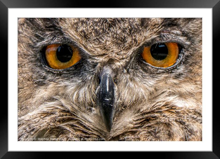 Eyes of an Eagle Owl Framed Mounted Print by Stephen Munn