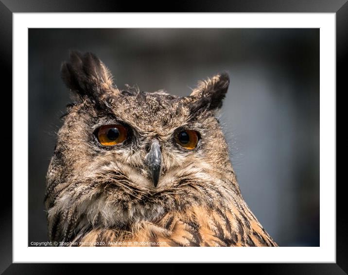 Eagle Owl  Framed Mounted Print by Stephen Munn