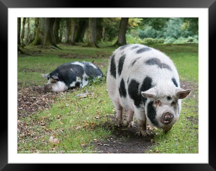 Pannage Pigs, New Forest National Park Framed Mounted Print by Stephen Munn