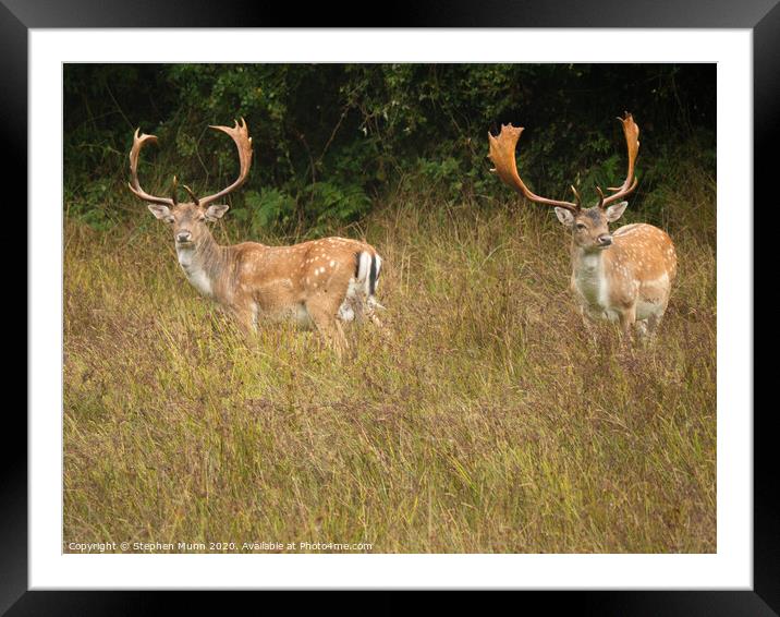 Sika Stags New Forest National Park Framed Mounted Print by Stephen Munn