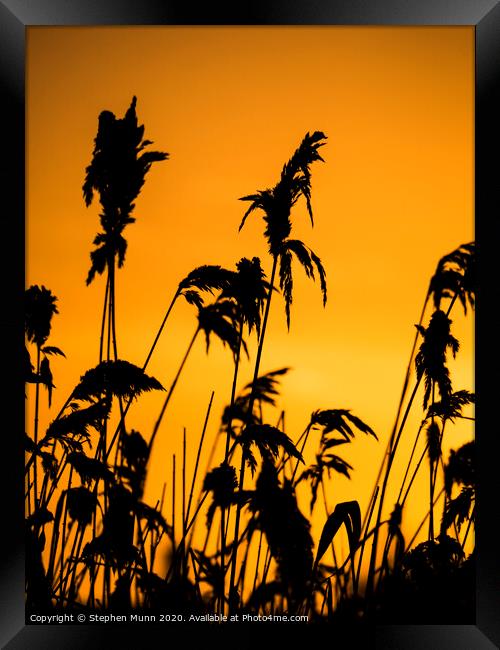 Dawn reeds Framed Print by Stephen Munn