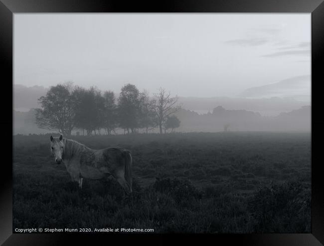 Dapple grey Pony in the early morning mist, New Forest National Park Framed Print by Stephen Munn