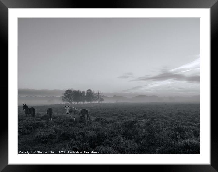 A small herd of ponies in the early morning mist, New Forest National Park Framed Mounted Print by Stephen Munn
