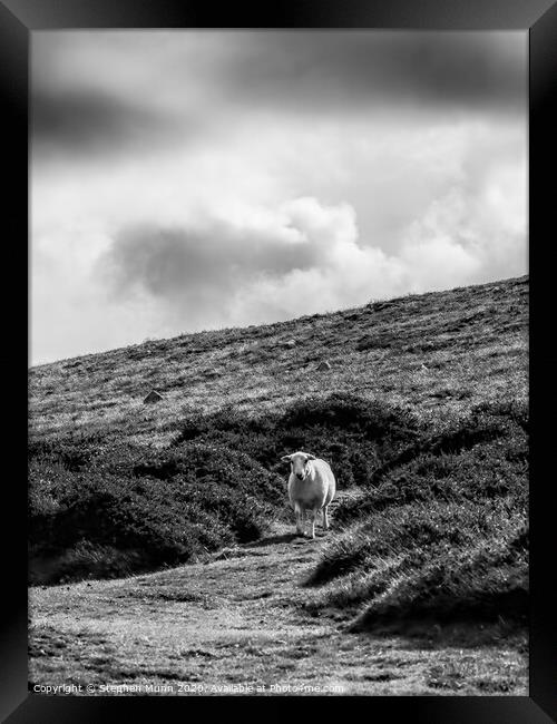 Sheep on a hillside, Pembrokeshire, Wales in black and white Framed Print by Stephen Munn