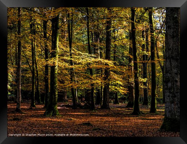 Autumn New Forest Colours Framed Print by Stephen Munn
