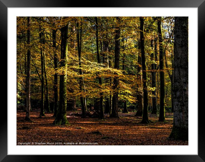 Autumn New Forest Colours Framed Mounted Print by Stephen Munn