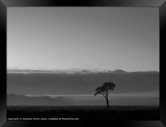 Lone tree at sunrise on the New Forest Framed Print by Stephen Munn