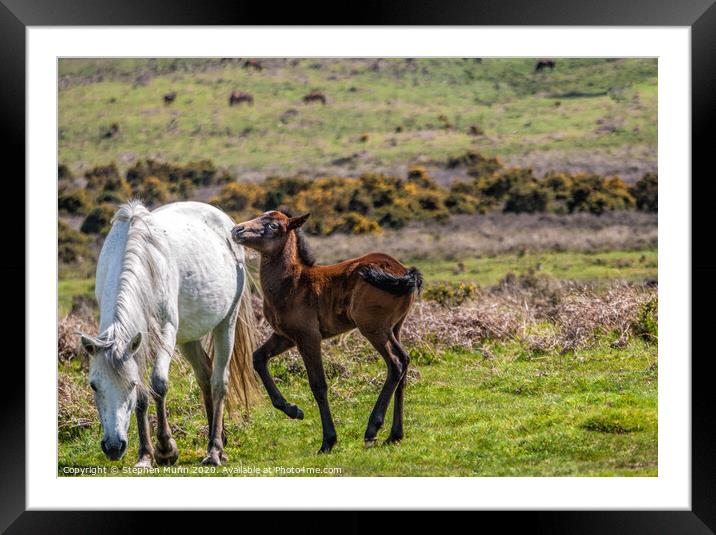 Mother Pony and Foal, New Forest National Park Framed Mounted Print by Stephen Munn