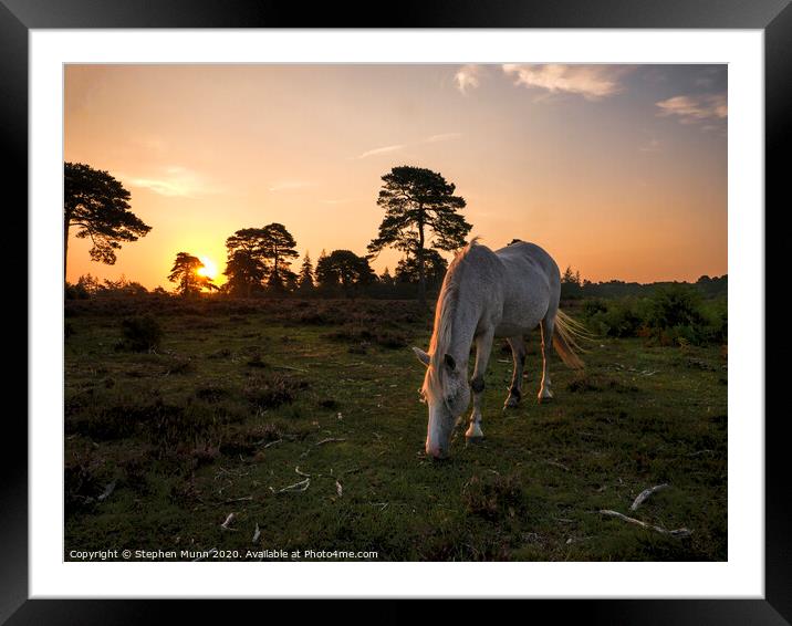 New Forest Pony at Rockford Common at dawn Framed Mounted Print by Stephen Munn