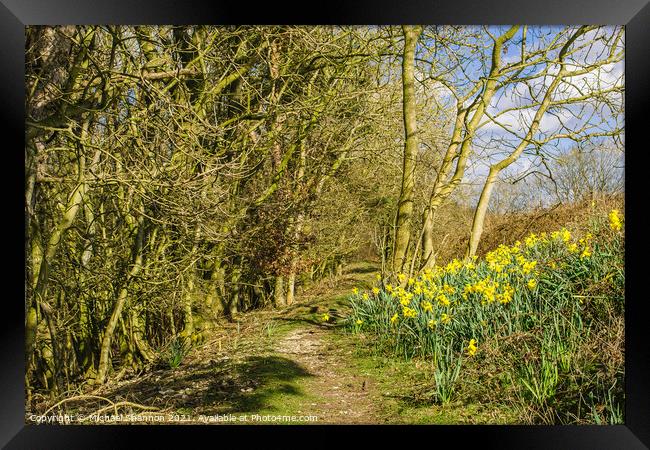 Daffodils in the Woods Framed Print by Michael Shannon