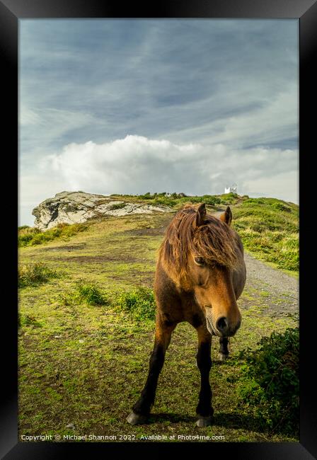 A brown horse / pony standing on top of the cliffs Framed Print by Michael Shannon