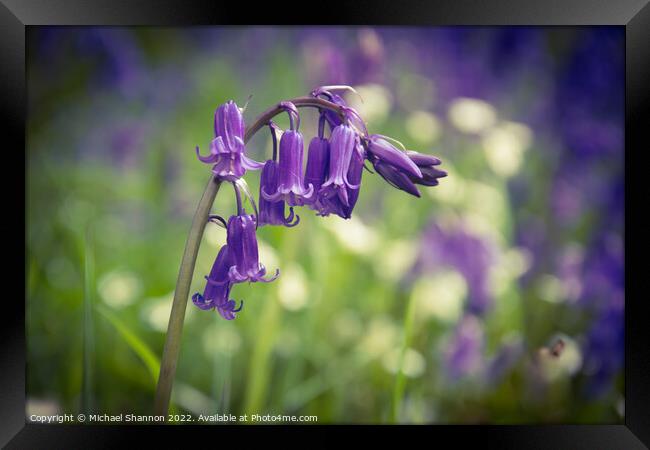 Close up of some Bluebell flowers Framed Print by Michael Shannon