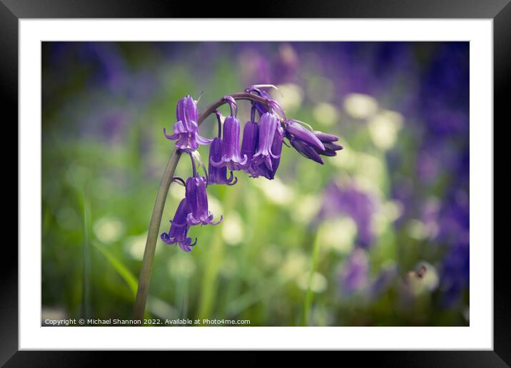 Close up of some Bluebell flowers Framed Mounted Print by Michael Shannon