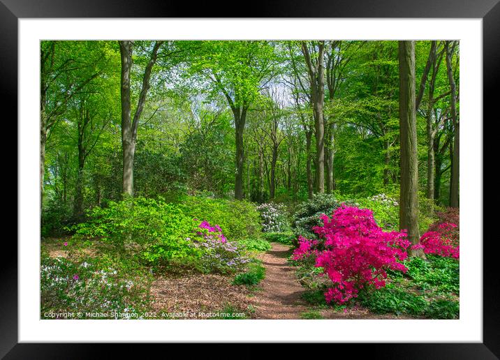 Rhododendrons flowering in British Woodland Framed Mounted Print by Michael Shannon
