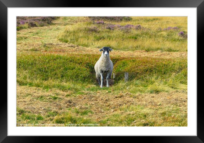 Moorland Sheep - North Yorkshire Moors Framed Mounted Print by Michael Shannon