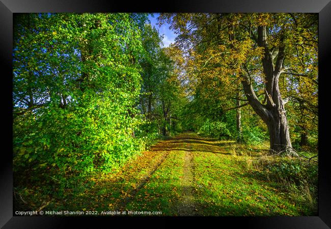 Walk through the woods in Autumn Framed Print by Michael Shannon