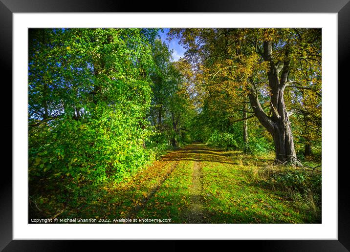 Walk through the woods in Autumn Framed Mounted Print by Michael Shannon