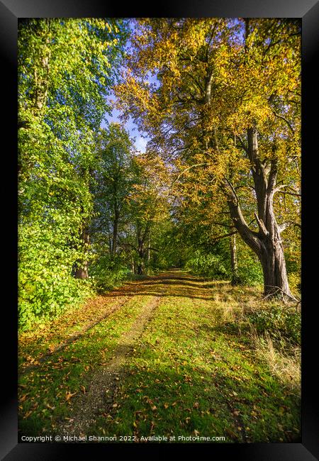 Autumn colours along a path through the woodland. Framed Print by Michael Shannon