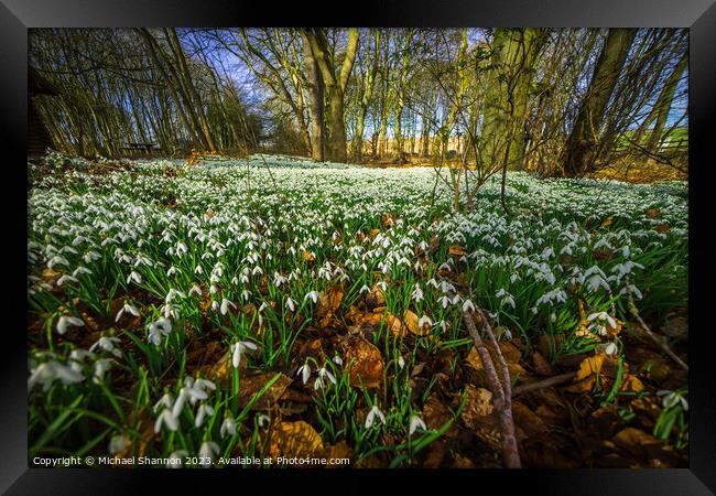 Woodland in Spring, carpeted with white snowdrop f Framed Print by Michael Shannon