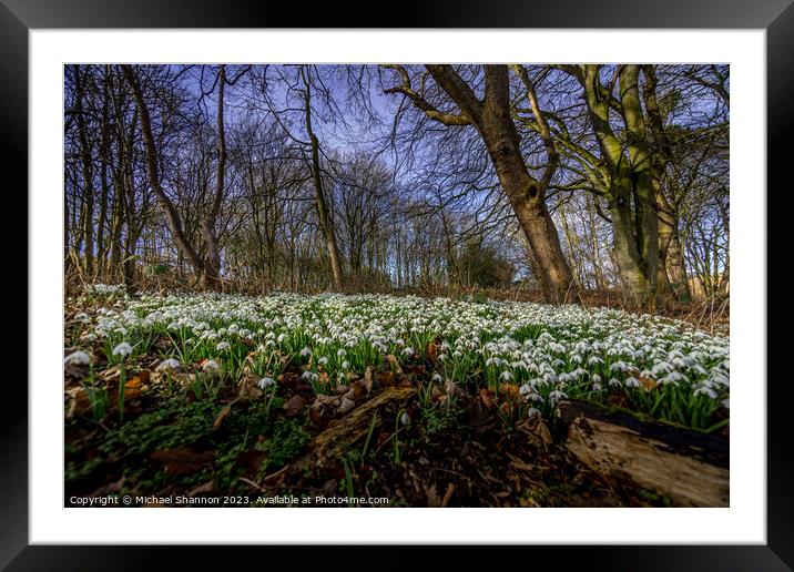 Woodland carpet of snowdrops in early spring. Framed Mounted Print by Michael Shannon