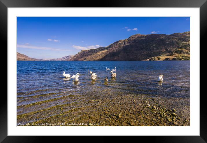 Swans congregate on Ullswater. Framed Mounted Print by Michael Shannon