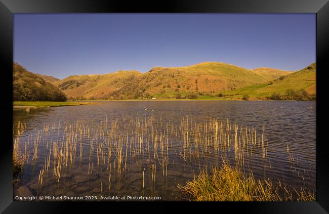 Reeds in Brothers Water in the Englash Lake Distri Framed Print by Michael Shannon