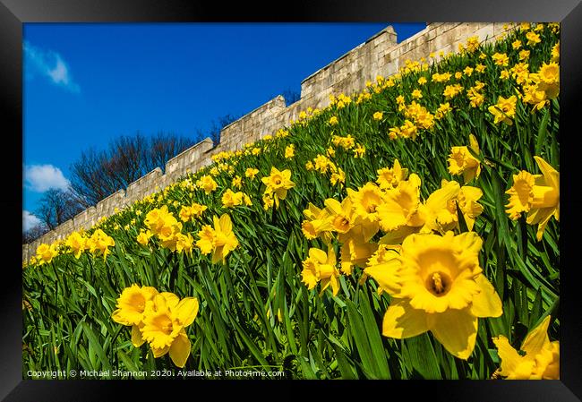 Daffodils decorate the City Walls in York Framed Print by Michael Shannon
