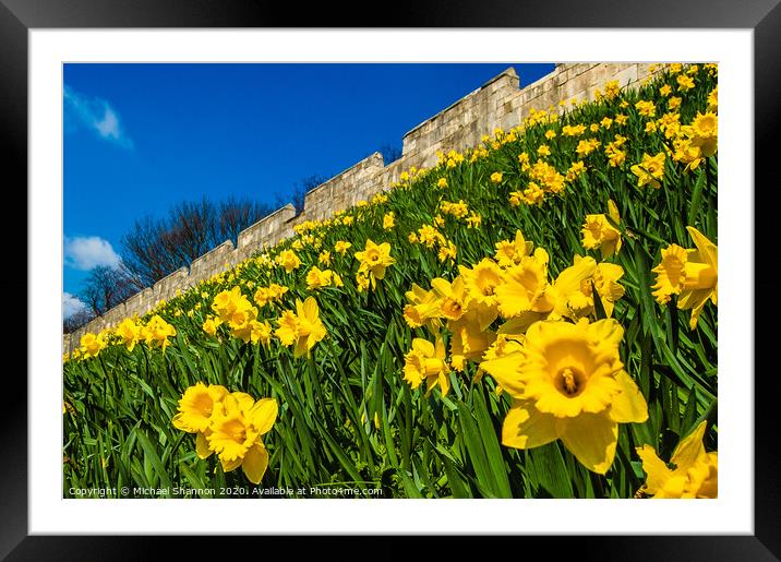 Daffodils decorate the City Walls in York Framed Mounted Print by Michael Shannon
