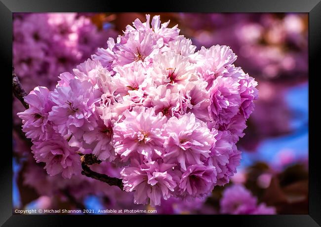 Pink Cherry Blossom Framed Print by Michael Shannon