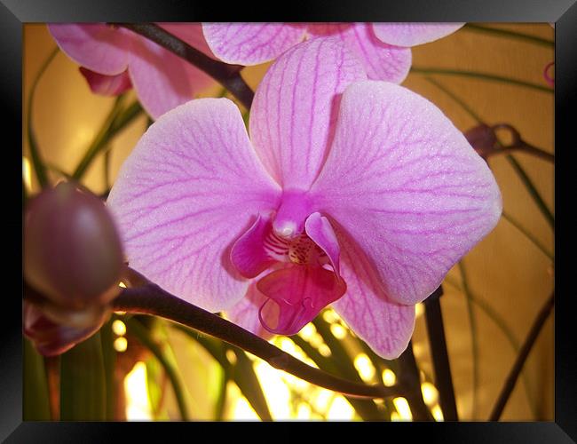 Pink Orchid  Framed Print by amanda smith